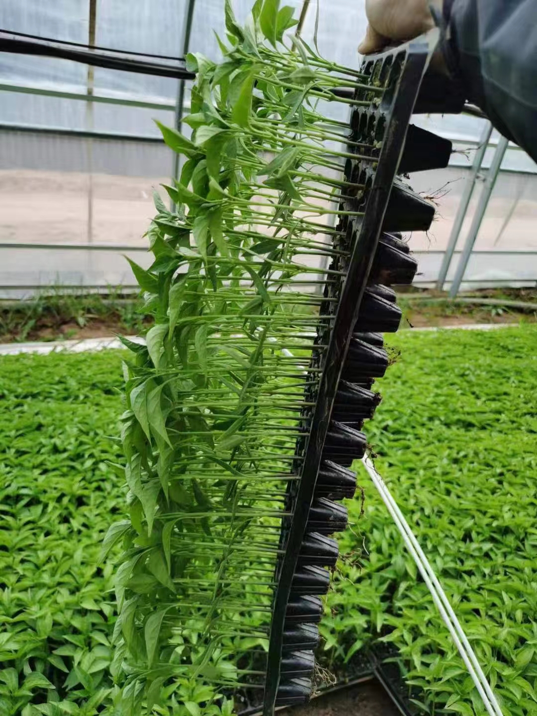 seedling trays