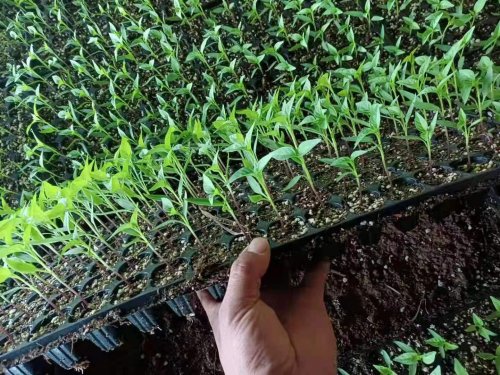 Seedling Tray